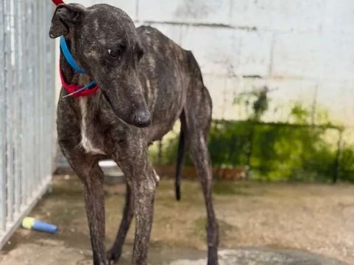Chienne Galgo de 5 ans à accueillir