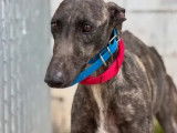 Chienne Galgo de 5 ans à accueillir