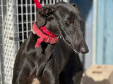 Chienne Galgo de 2 ans en quête d'un foyer