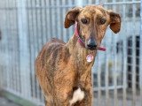 Adoption disponible : chienne Galgo de 3 ans