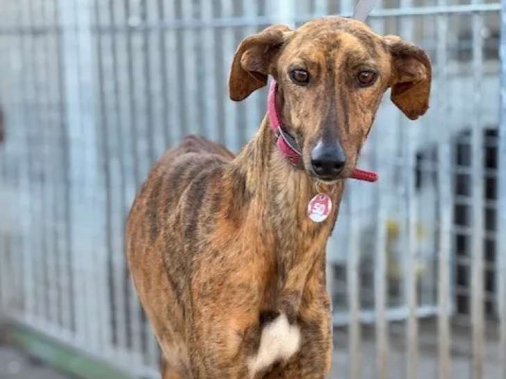 Adoption disponible : chienne Galgo de 3 ans