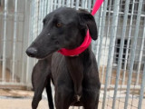 Chien Galgo noir à la recherche d’une famille