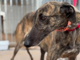 À adopter, chienne Galgo de 4 ans