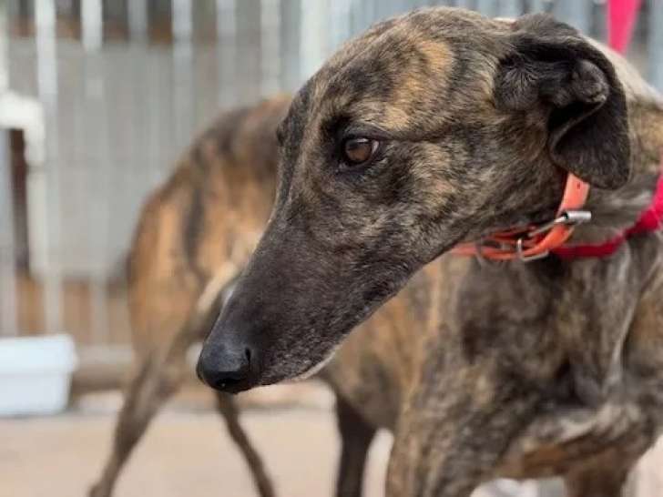À adopter, chienne Galgo de 4 ans