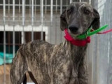 Disponible à l'adoption, chienne de 4 ans