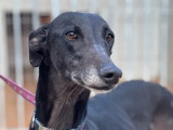 En attente d'adoption, chien Galgo noire