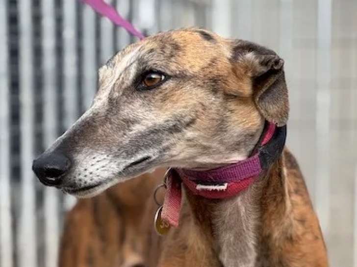 Prête pour l’adoption, chienne bringée