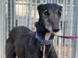 En attente d’une famille, chien Galgo âgé de 5 ans