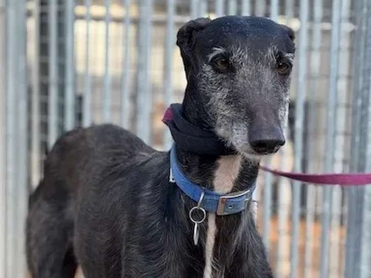 En attente d’une famille, chien Galgo âgé de 5 ans