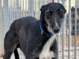 À accueillir, chien Galgo de 5 ans