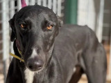 En quête d'une famille, chien Galgo de 2 ans