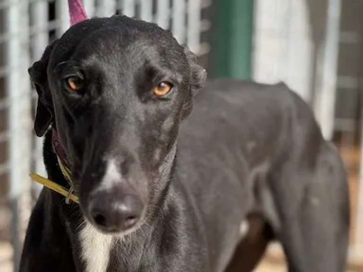 En quête d'une famille, chien Galgo de 2 ans
