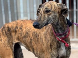 Adoption disponible : chienne Galgo de 2 ans