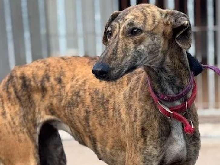 Adoption disponible : chienne Galgo de 2 ans