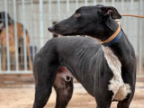 À la recherche d'une famille, chien Galgo de 3 ans