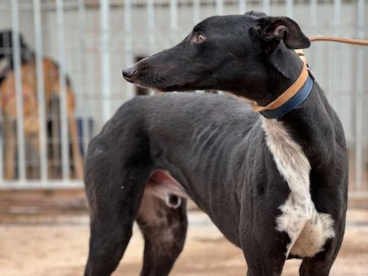 À la recherche d'une famille, chien Galgo de 3 ans