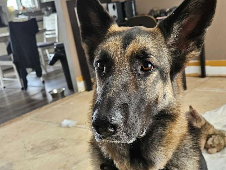 Chienne Berger Allemand à vendre