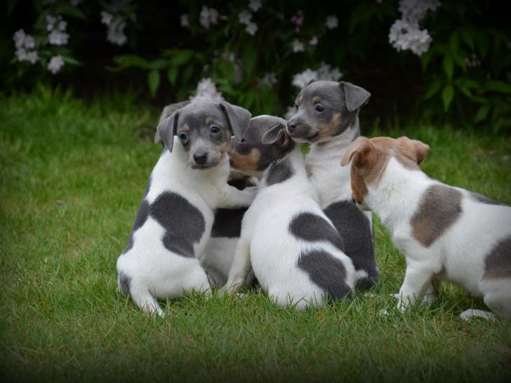 Chiots Jack Russell bleus à vendre