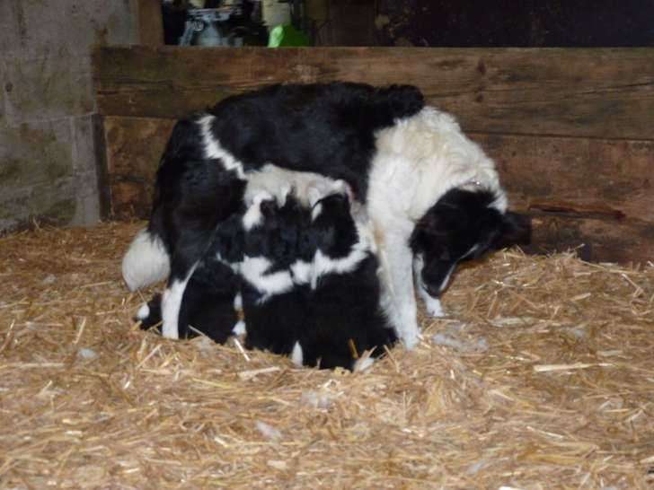 Chiots de race Border Collie à vendre (5 femelles & 2 mâles)