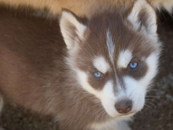 À réserver, 2 chiots Husky Sibérien LOF