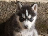 À réserver, 2 chiots Husky Sibérien LOF