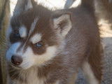 À réserver, 2 chiots Husky Sibérien LOF