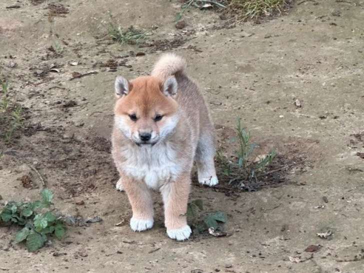 Chiots Shiba Inu LOF à réserver
