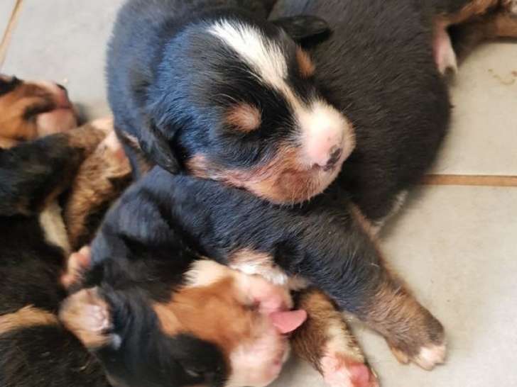 À réserver, 5 chiots Bouvier Bernois LOF