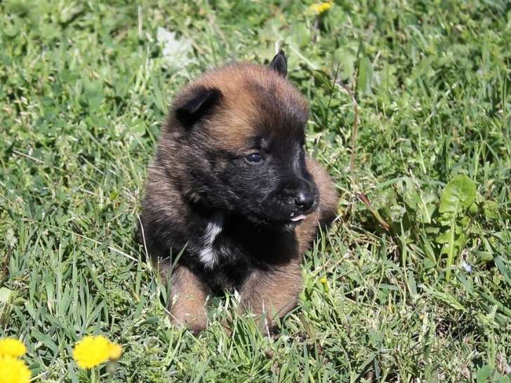 À réserver : Chiots Berger Belge Malinois LOF