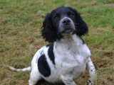 1 chiot mâle Springer Anglais à vendre (LOF)