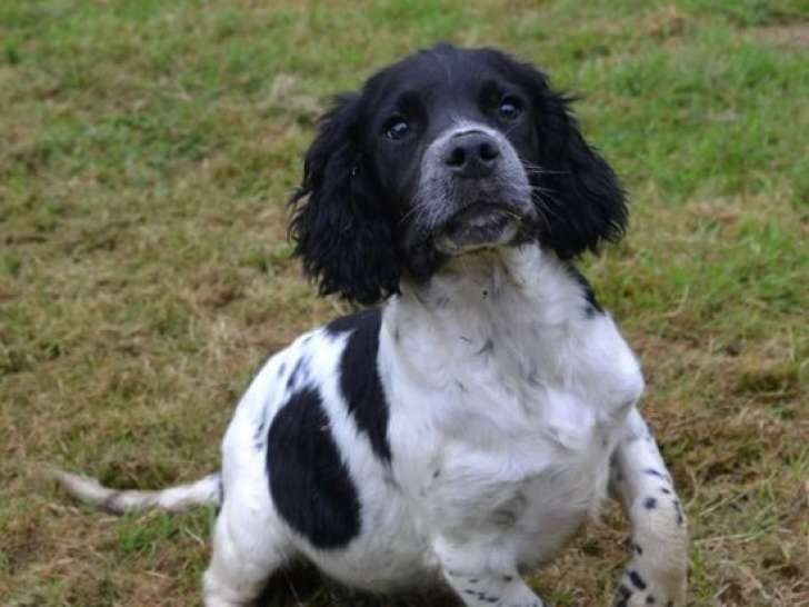 1 chiot mâle Springer Anglais à vendre (LOF)