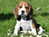Chiots Beagles LOF de février 2025  disponible