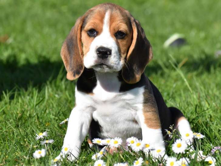 Chiots Beagles LOF de février 2025  disponible