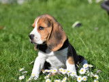 Chiots Beagles LOF de février 2025  disponible