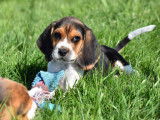 Chiots Beagles LOF de février 2025  disponible