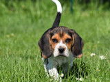 Chiots Beagles LOF de février 2025  disponible