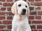 Chiots Labradors Retrievers LOF de février 2025 à réserver