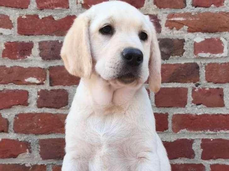 Chiots Labradors Retrievers LOF de février 2025 à réserver