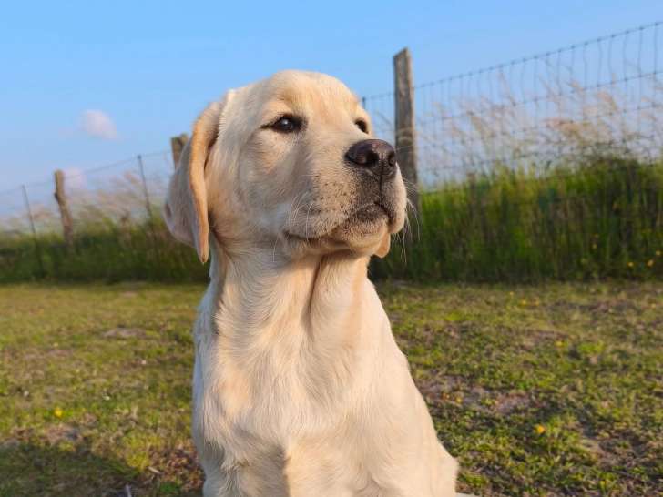 Chiots Labradors Retrievers LOF de février 2025 à réserver