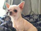 Vente de 3 chiens adultes Chihuahua LOF, reproducteurs confirmés