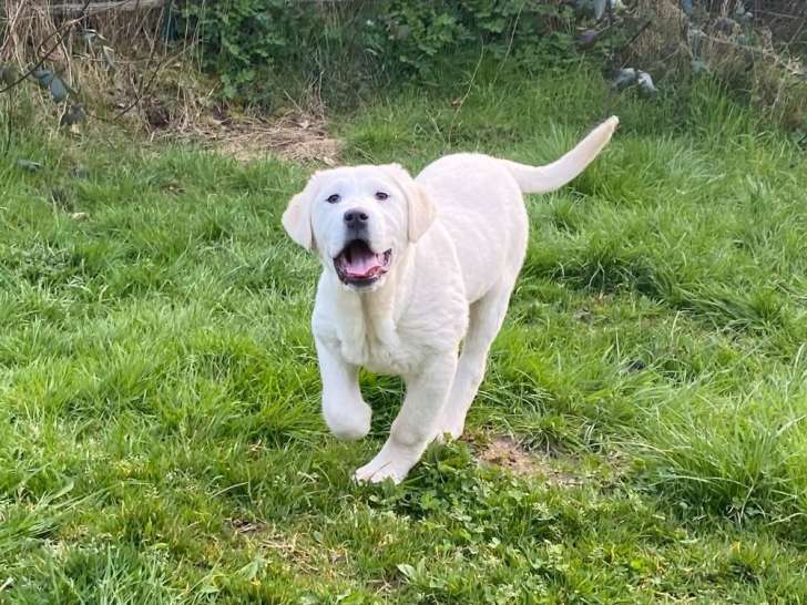 À vendre, 3 chiots femelles Berger d’Asie Centrale (LOF)