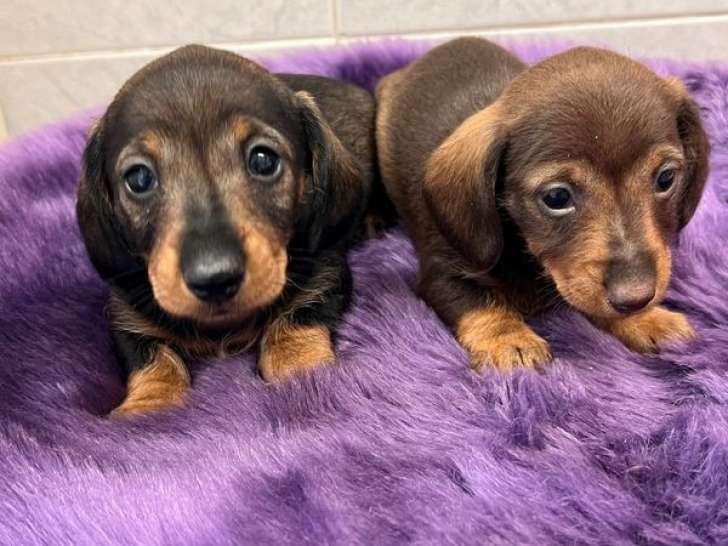 Réservation pour deux chiots femelles Teckel nain poil dur LOF
