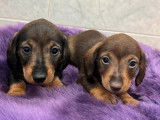 Réservation pour deux chiots femelles Teckel nain poil dur LOF