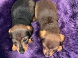 Réservation pour deux chiots femelles Teckel nain poil dur LOF