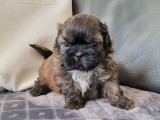 4 chiots Shih Tzu LOF disponibles à la réservation
