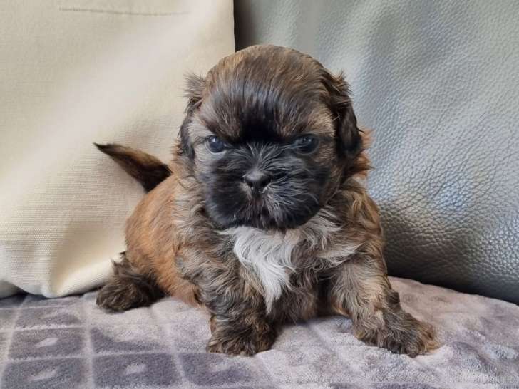 4 chiots Shih Tzu LOF disponibles à la réservation
