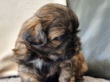 4 chiots Shih Tzu LOF disponibles à la réservation