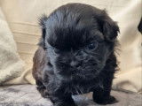 4 chiots Shih Tzu LOF disponibles à la réservation