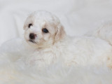 À réserver, 6 Bichons Frisés LOF