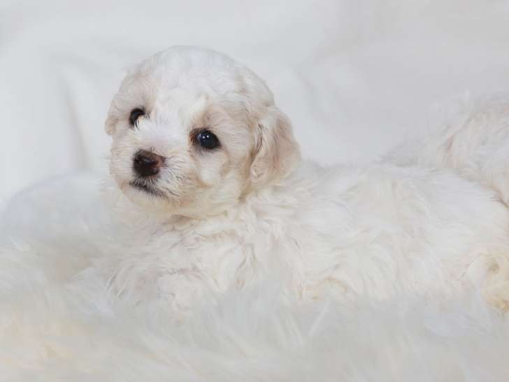 À réserver, 6 Bichons Frisés LOF